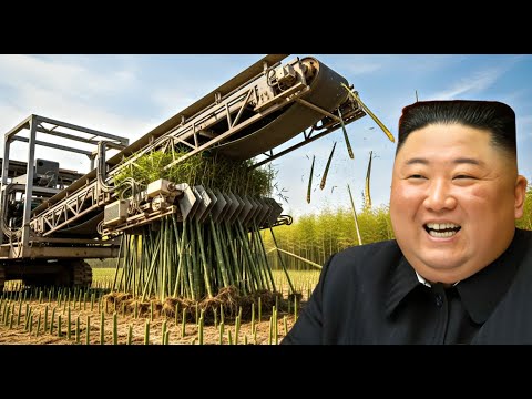 Видео: Северная Корея Посадила Миллионы Бамбуков — Через Годы Случилось Нечто Невероятное