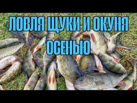 Видео: ЛОВЛЯ ЩУКИ НА КОЛЕБАЛКУ ОСЕНЬЮ. ЛОВЛЯ ОКУНЯ НА ДЖИГ ОСЕНЬЮ. РЫБАЛКА НА СПИННИНГ.