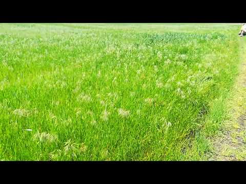 Видео: Злаковые сорняки на пшенице