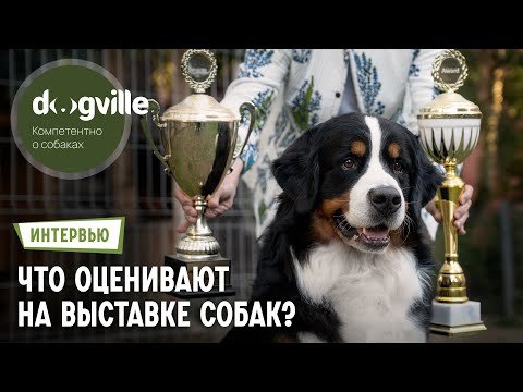 Видео: Как оцениваются собаки на выставке? – Рассматриваем экстерьер