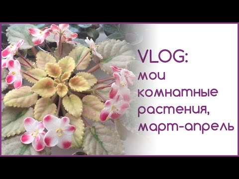 Видео: VLOG: мои комнатные растения. Видео за март и апрель.