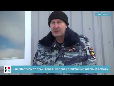 Видео: Как спастись от стаи бродячих собак
