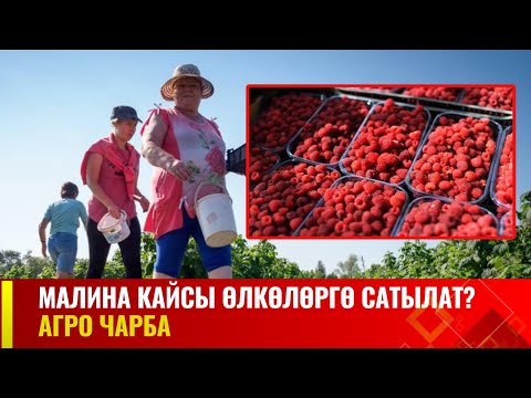 Видео: Малина кайсы өлкөлөргө сатылат? | АГРО ЧАРБА