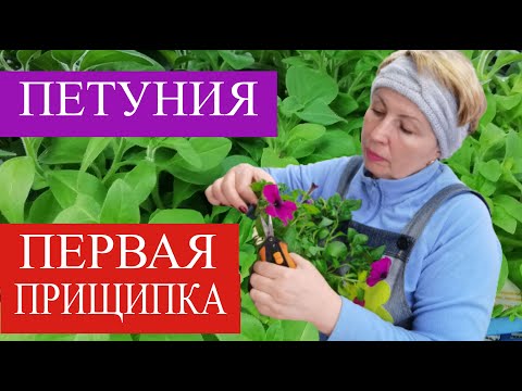 Видео: ПЕТУНИЯ первая прищипка. Тайдалы и тайфуны прищипывать или нет?