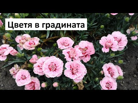 Видео: Цветя в градината