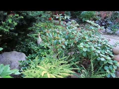 Видео: ОБЗОР САДА- ЗОНА -ТИСС-2023