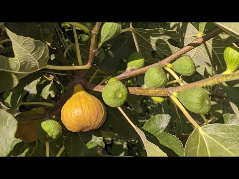 Видео: Я под впечатлением от этого сорта Инжира !