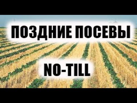 Видео: Июльские всходы подсолнечника. Обзор позднего посева по no-till