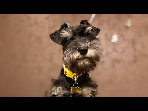 Видео: Дрессировка Цвергшнауцера в 4 мес.(Первые команды Дори архив) тг канал https://t.me/dorythedog