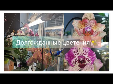 Видео: Обзор домашнего цветения орхидей. Новинки! Часть 2.