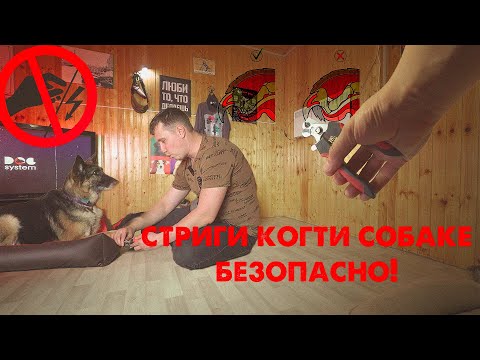 Видео: КАК ПОДСТРИЧЬ КОГТИ СОБАКЕ БЕЗ ПСИХОЛОГИЧЕСКОГО ВРЕДА