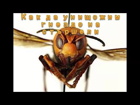 Видео: Унищожаване на стършели Как да премахнем гнездото Hornets exterminate How to destroy hornet's nest