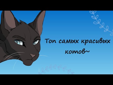 Видео: Топ 7 самых красивых котов из КВ по моему мнению~