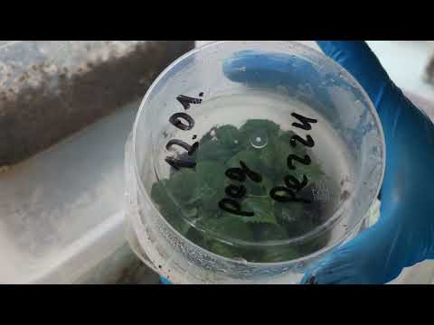 Видео: 20.02.24 Результат укоренения гортензии одревесневшими черенками .Металлика💯