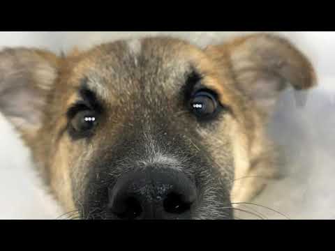 Видео: Лохматая Душа на грани голода.