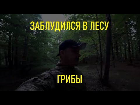 Видео: Заблудился в лесу. Грибы.