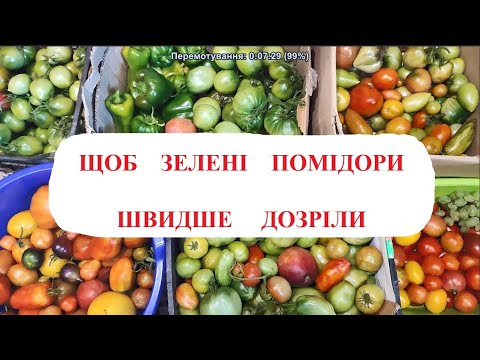 Видео: ЯК  І  ДЕ  ЗБЕРІГАТИ  ЗЕЛЕНІ  ПОМІДОРИ  ЩОБ  ШВИДКО  ДОЗРІЛИ
