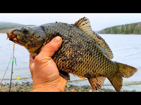 Видео: Ночую Один на Водоёме.Испытываю Обогреватель.Ловлю Рыбу.Готовлю Еду.Кормлю Гостью.Копаю Металл.