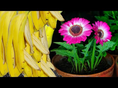 Видео: ПОСЛЕ ПОСМОТРЯ ЭТО ВИДЕО, ВЫ НИКОГДА НЕ ВЫБРОСИТЕ БАНАНОВУЮ КОРОЧКУ  УДОБРЕНИЕ ДЛЯ БАНАНОВОЙ КОРОЧКИ
