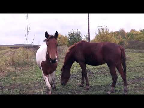 Видео: Фильм про Пильнинский район 2