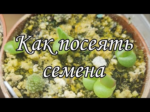 Видео: мой способ как посеять семена суккулентов  #succulent