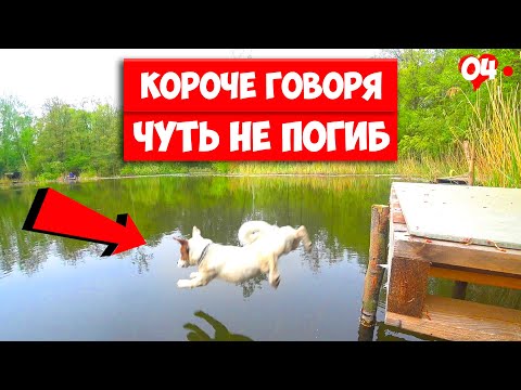 Видео: КОРОЧЕ ГОВОРЯ, ЧУТЬ НЕ ПОГИБ В ЛЕСУ 2. Говорящая собака ЛОКИ БОБО.