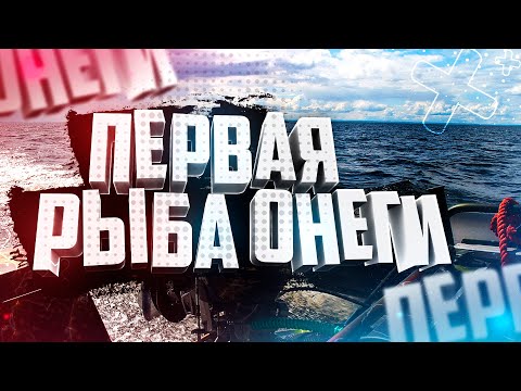 Видео: Самая лучшая рыба это первая Рыбалка с катера  Ловля судака Онежское озеро