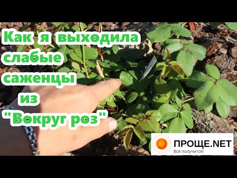 Видео: Зимняя прививка🌹 Заморыши из питомника ВОКРУГ РОЗ быстро развиваются. Розы Остина и плетистые.