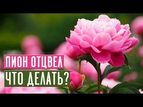 Видео: Пионы 🌺 Уход и подкормка после цветения / Садовый гид
