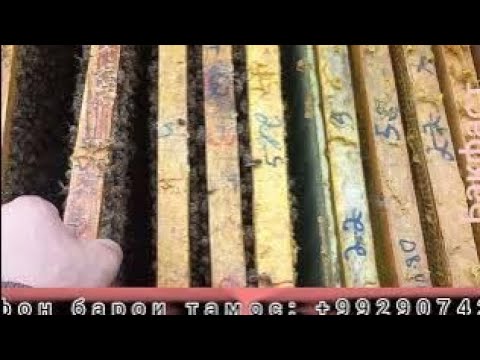 Видео: Кор дар замбур.   14. 03. 2025