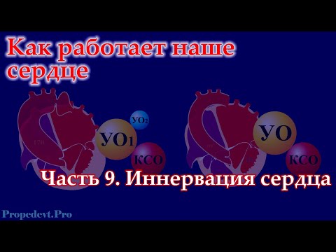Видео: Как работает наше сердце. Часть 9. Иннервация сердца: центральная и внутренняя
