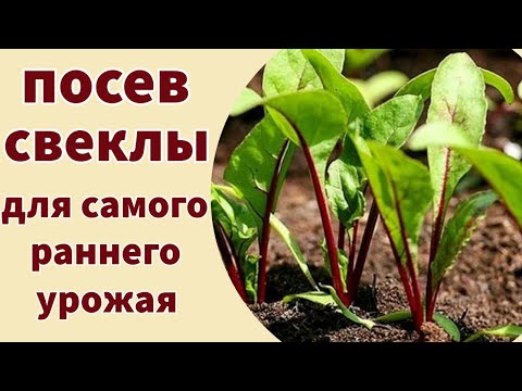 Видео: СЕЮ СВЕКЛУ В НОГИ К ТОМАТАМ. Совмещенные посадки для самого раннего урожая
