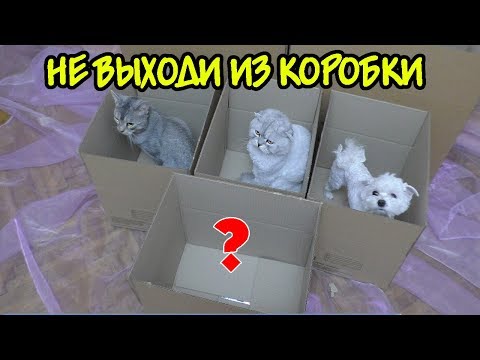 Видео: КТО ПОСЛЕДНИЙ ВЫЙДЕТ ИЗ КОРОБКИ, ПОЛУЧИТ 50.000 РУБЛЕЙ