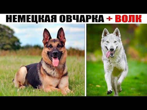 Видео: Чехословацкая волчья собака – результат скрещивания Волка и Немецкой овчарки