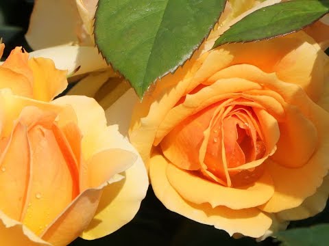 Видео: Ханзенштад Росток идеальная роза, питомник роз полины козловой,rozarium.biz