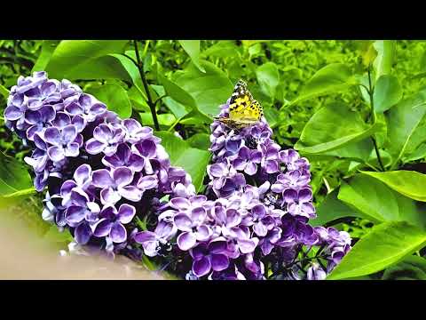 Видео: butterflies,бабочки