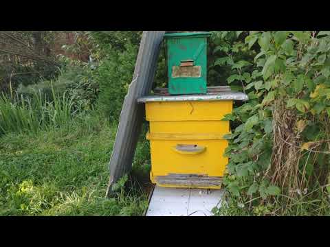 Видео: Итоги роеловного сезона 2025