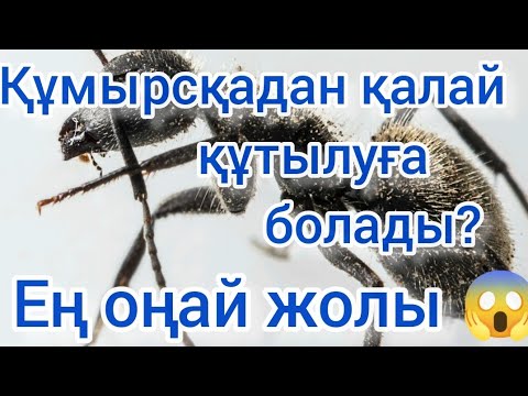 Видео: Құмырсқадан құтыла алмай жүрсеңіз-2 ?Тез көріңіз😱😱😱