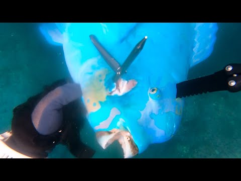 Видео: [No.19] Я поймал синего монстра.