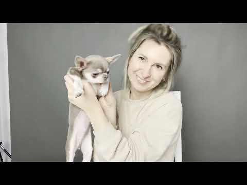 Видео: ПЕРВАЯ РЕАКЦИЯ ЩЕНКА чихуахуа на стрижку когтей, первый раз стригу когти щенку