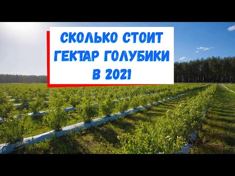 Видео: Сколько стоит гектар голубики в 2021