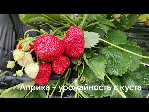 Видео: 54-2024 Самара. Клубника Априка - урожайность с куста на моём участке.