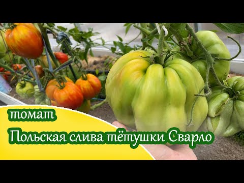 Видео: Томат Польская слива тетушки Сварло / Узнаём о нём больше