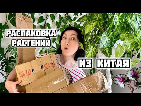 Видео: Заказала РАСТЕНИЯ из КИТАЯ! Что Я Увидела Открыв Коробки???