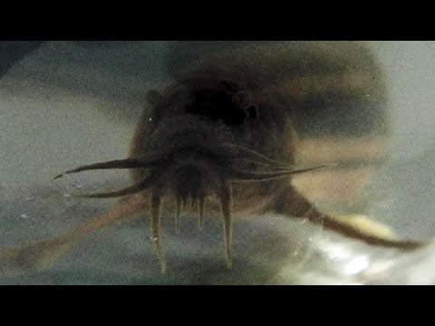 Видео: Ловля вьюна на болоте зимой.