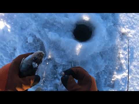 Видео: Рыбный четверг . Волга, много мелкого Судака.