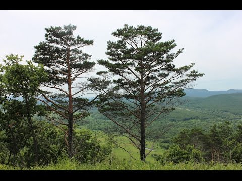 Видео: Удивительная природа Приморья (Amazing nature of Primorye)