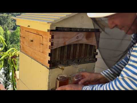 Видео: Переполнен медом австралийский улей- to much honey in flow hive 