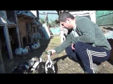 Видео: Мускусные утки, печальный опыт