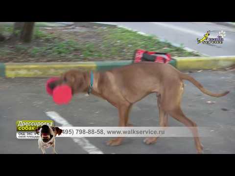 Видео: Риджбек Харви , переходим к бытовой апортировке, ОКД, питомник Тина-трейдинг